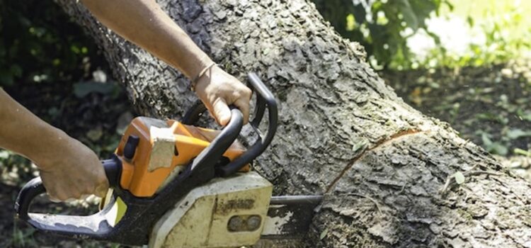 Tree-Care-and-Maintenance-Services