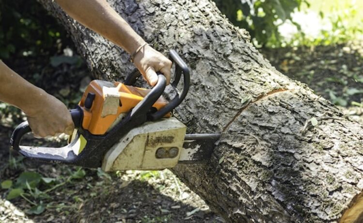 Tree-Care-and-Maintenance-Services